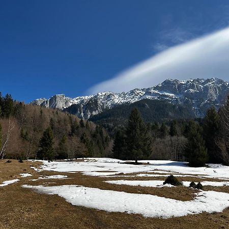Pensiunea Aliart Zărneşti Zewnętrze zdjęcie